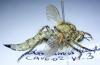 Machimus rusticus